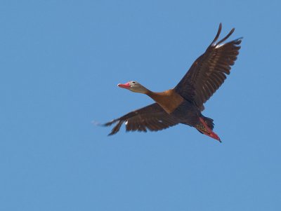Black-bellied Whistling Duck _5182382.jpg