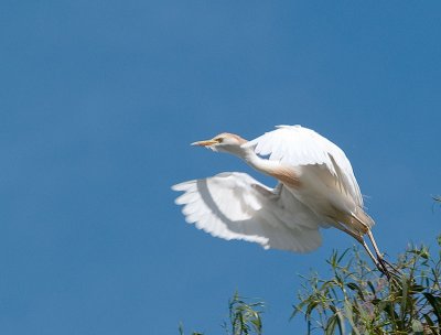 Cattle Egret _5247135.jpg