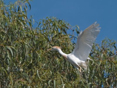 Cattle Egret _5247136.jpg