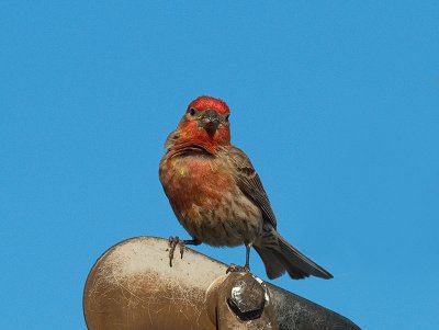 House Finch _6077366.jpg