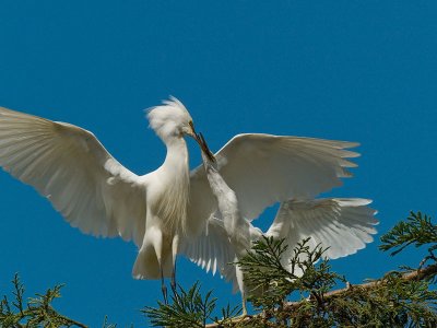 Nesting Egret feeding _6097400.jpg