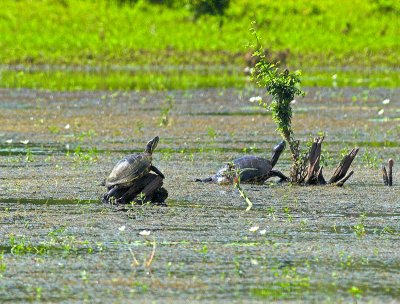 Turtles_1094271-01.jpg