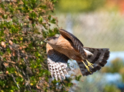 Cooper's Hawk _6297650.jpg