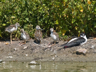 Stilt Family _7218206.jpg