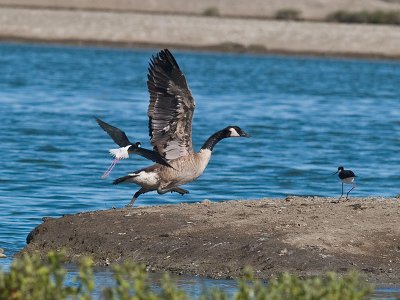 Stilt  chasing a Goose _7156918.jpg