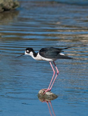 Black-necked Stilt _7218253.jpg