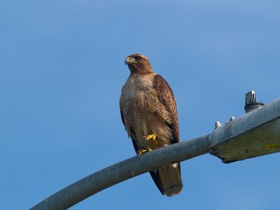Red-shoulderedHawk _3140552.jpg