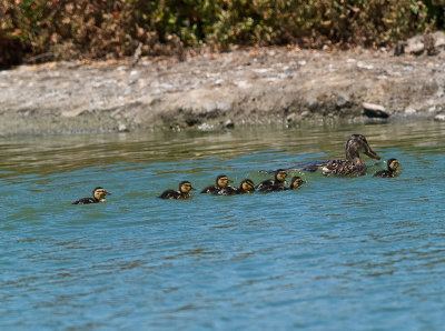 Duck Train _7288313.jpg