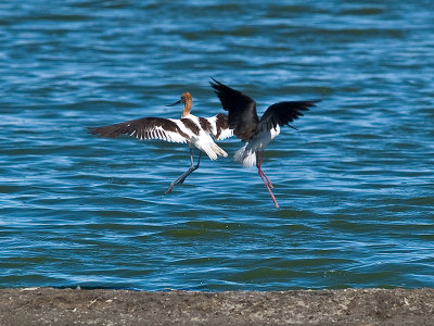 Avocet Stilt Dance _7157030.jpg