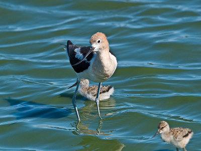 Avocet and Chicks _7156880.jpg