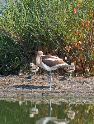 Avocet Family _7087946.jpg