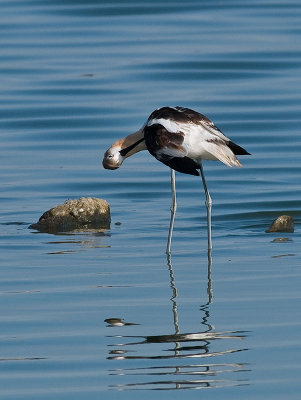 Avocet Preening 2 _7318659.jpg