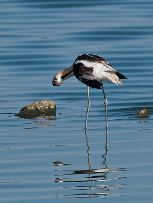 Avocet Preening  2 _7318659.jpg