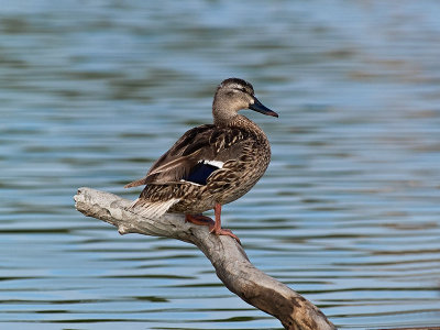 Duck at Rest  _7318679.jpg