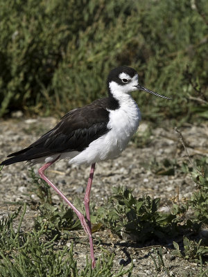 Black-necked Stilt _7298624.jpg