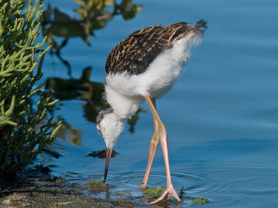 Juvenile Stilt _7298520.jpg