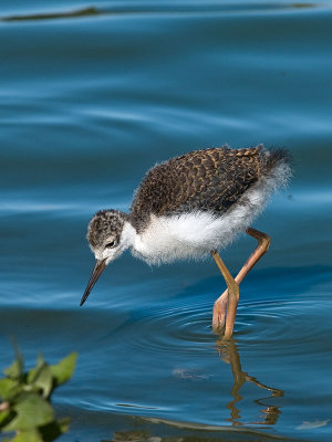 Juvenile Stilt _7298602.jpg