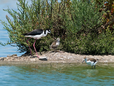 Stilt  Chicks _7288476.jpg