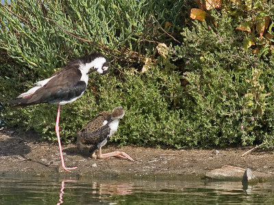 Stilts Preening _7318671.jpg