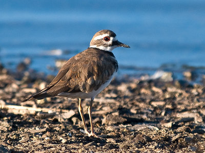 Killdeer  _7248290.jpg