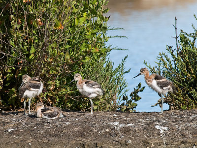 Teen Age Avocets _7298493.jpg