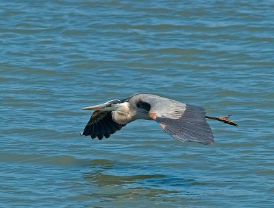 Great Blue Heron  _6087375.jpg
