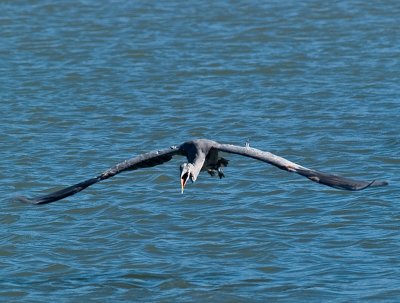 GBH Squawking _8159308.jpg