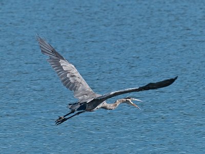 GBH Squawking _8169338.jpg