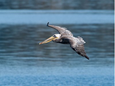 Pelican _8159241.jpg
