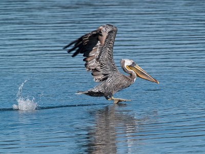 Pelicans