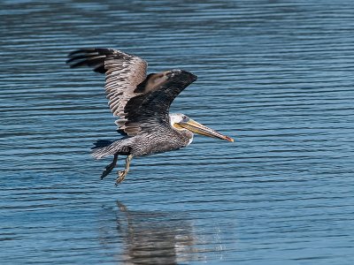 Pelican Taking Off _8159237.jpg