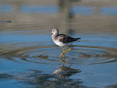 Juvenile Yellowlegs _8149145.jpg