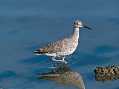 Willet _8159218.jpg