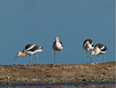 Avocets Feeding _8229616.jpg