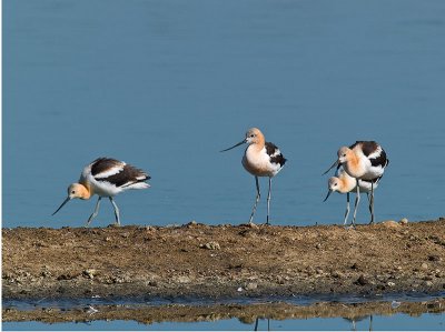 Avocets Feeding _8229617.jpg