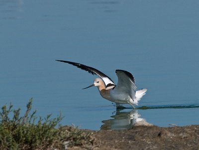 Avocet _8229611.jpg