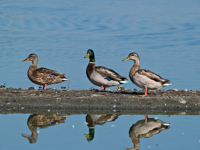 Ducks _8229602.jpg