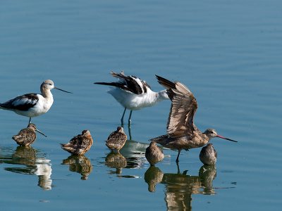 Avocets, Dowitchers, Godwit _8229645.jpg
