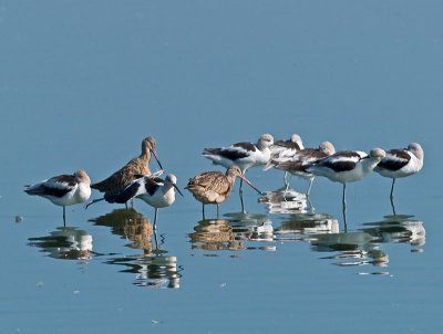 Avocets  & Marbled Godwits _8229623.jpg