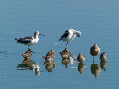 Avocets, Baby Dowitchers,  Godwits _8229637.jpg