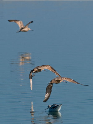 Marbled Godwits &  Avocet _8229650.jpg