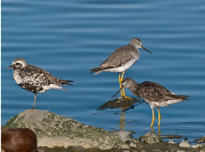 Plover  & Yellowlegs _8098740.jpg
