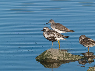 Plover  & Yellowlegs _8098772.jpg
