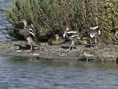 Ducks  & Avocets _8118986.jpg