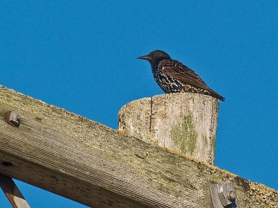 Starling _8219437.jpg