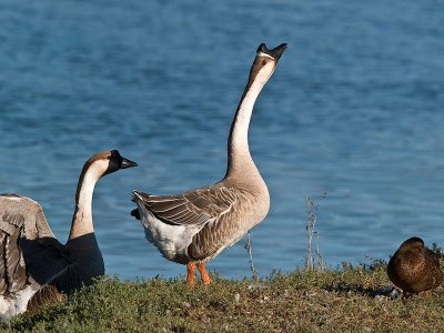 Gander  & Mate _8098765.jpg