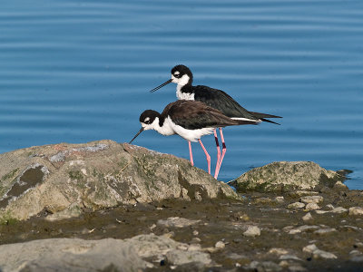 Black-necked Stilts _8098743.jpg