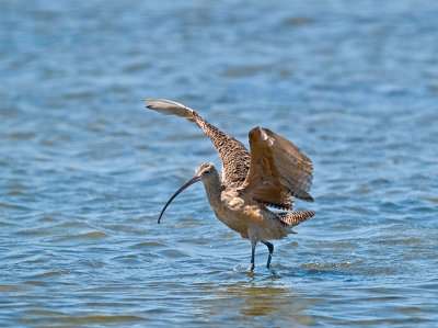 Curlew wading _8259802.jpg