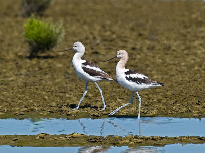 Avocets strolling _8269902.jpg