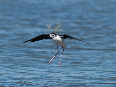 Black-necked Stilt _8269965.jpg